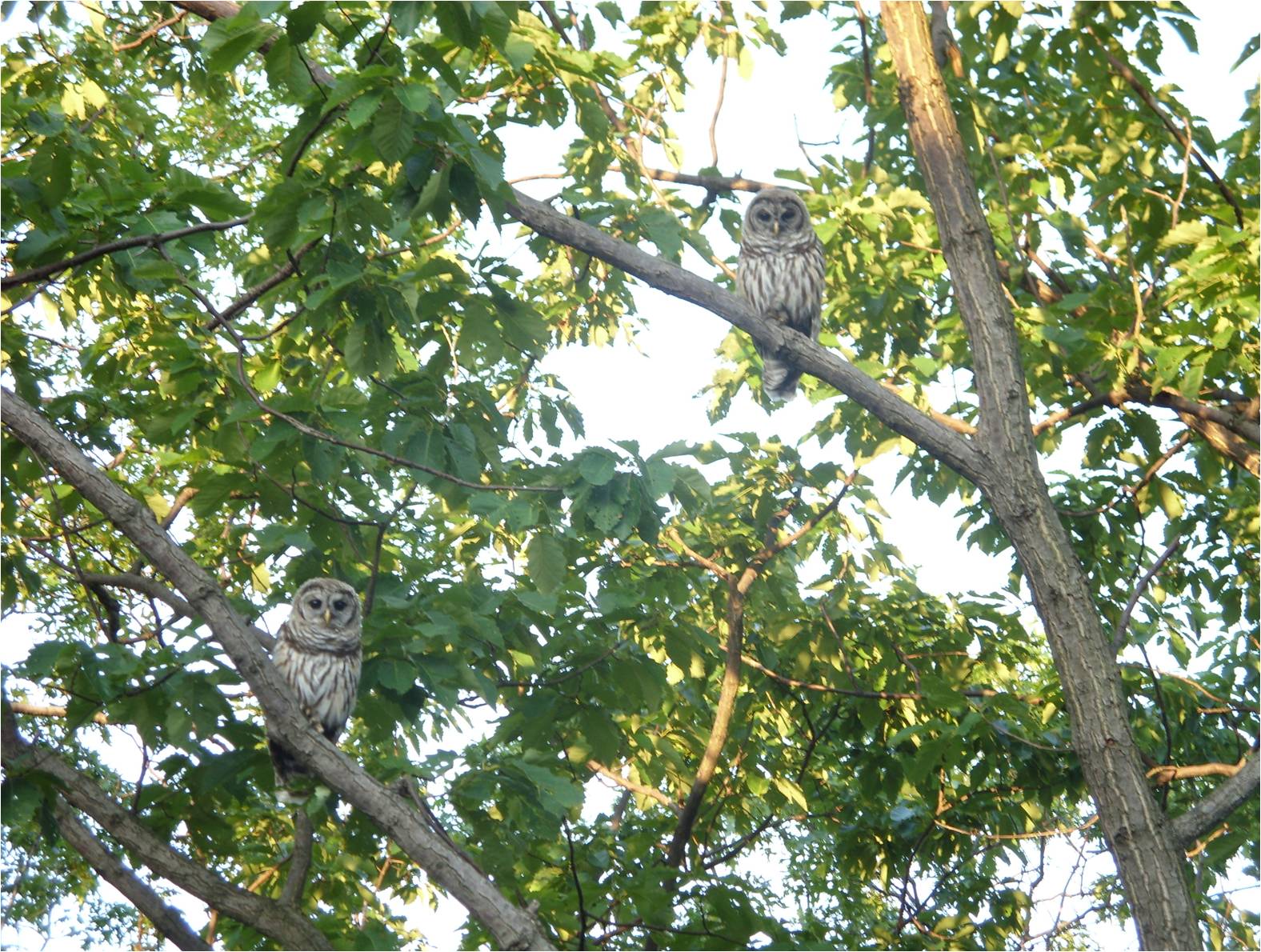 Two owls in a tree.