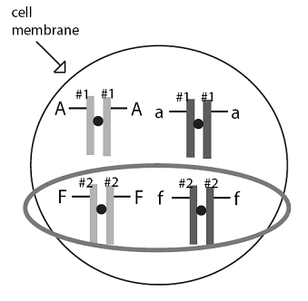 A picture of two homologous chromosomes.