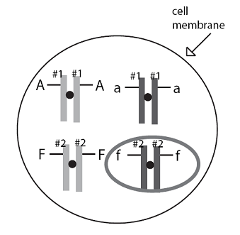 A picture of two sister chromatids.