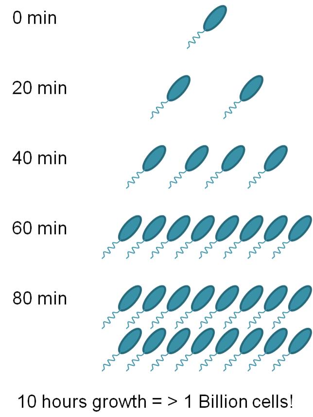 example of bacteria reproduction