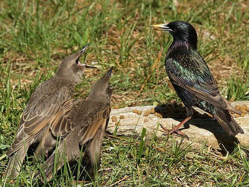 European starlings