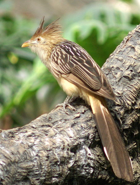 a Guira Cuckoo