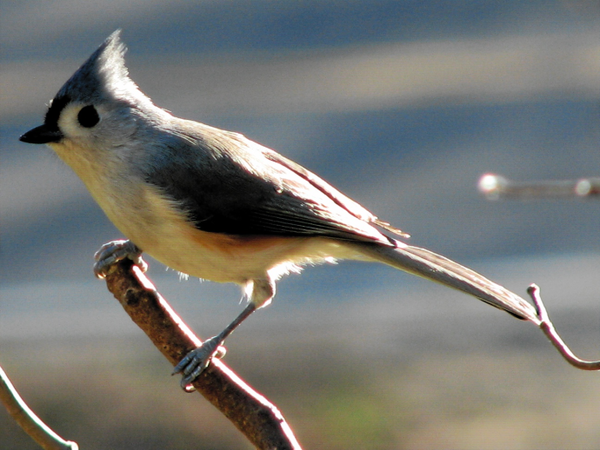 a tufted titmouse