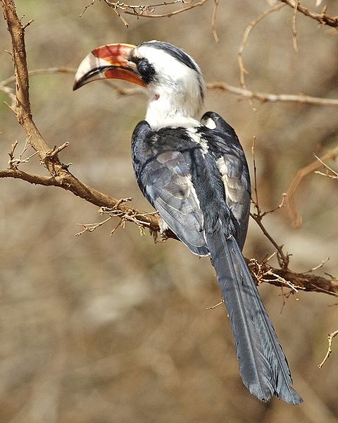 a hornbill