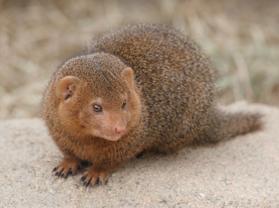 a dwarf mongoose