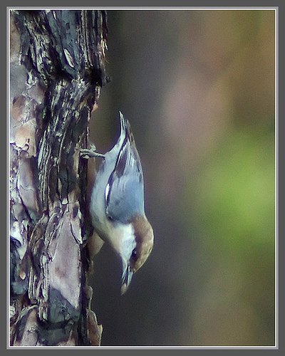 Brown-Headed Nuthatch