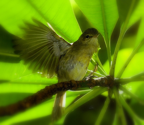 A Seychelles Warbler