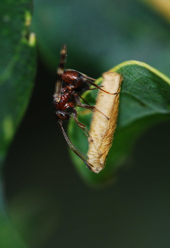 Female parasitoid wasp