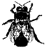 a drone bee