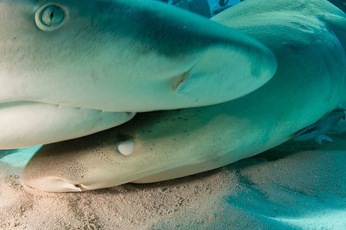 Two lemon sharks.