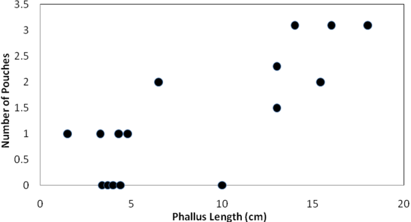 a graph showing a positive correlation between the average phallus length vs. the number of pouches in the corresponding female’s vagina