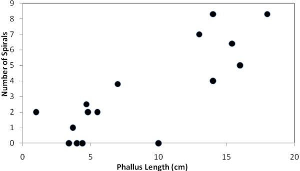 a chart with a positive correlation when comparing the average phallus length vs. the number of spirals in the corresponding female’s vagina.