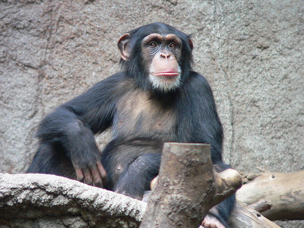 A chimpanzee.