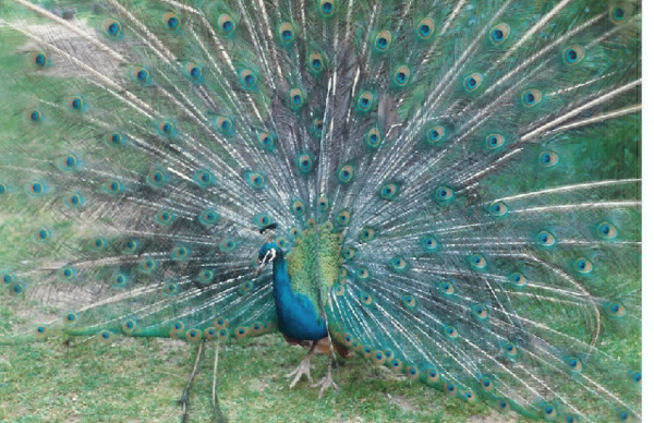 a peacock