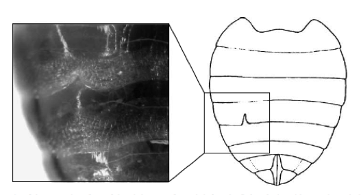 female bed bug abdomen