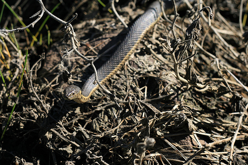 A garter snake.