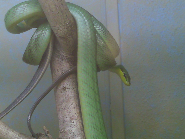 A green snake.