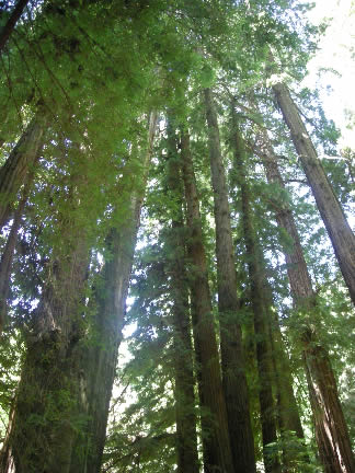 Redwoods in Muir Woods