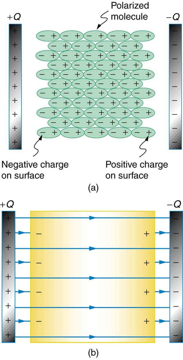 (a) A dielectric is between the two plates of a parallel plate capacitor. A diagram shows the molecules that make up the dielectric. The molecules are polarized by the charged plates. The positive ends of the molecules are attracted toward the negatively charged plate of the capacitor and hence are oriented toward the right. The negative ends of the molecules are attracted toward the positively charged plate of the capacitor and hence are oriented toward the left. (b) There is a dielectric material between the two plates of the capacitor. Since the charged ends of the molecules are oriented toward the capacitor plates, there is reduced field strength inside the capacitor, resulting in a smaller voltage between the plates for the same charge.