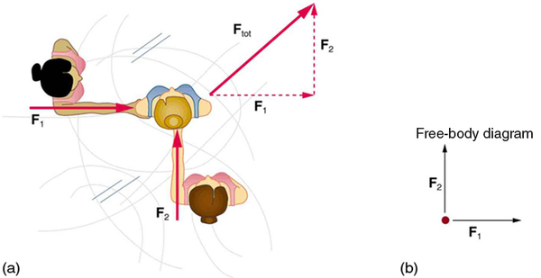 (a) Overhead view of two ice skaters pushing on a third. One skater pushes with a force F two, represented by an arrow pointing up, and a second skater pushes with a force F one, represented by an arrow pointing from left to right. Vector F one and vector F two are along the arms of the two skaters acting on the third skater. A vector diagram is shown in the form of a right triangle in which the base is vector F one pointing east, and perpendicular to F one is vector F two pointing north. The resultant vector is shown by the hypotenuse pointing northeast. (b) Free-body diagram showing only the forces acting on the skater.