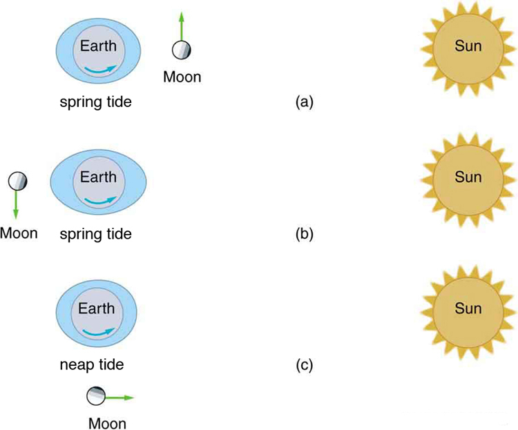 Figure a shows an ellipse, inside which there is a circular image of the Earth. There is a curved arrow in the lower part of the Earth’s image pointing in the counterclockwise direction. Alongside this image a circular image of the Moon is also given with dots showing the crates over it. A vertically upward vector from its top is also drawn, which shows the direction of velocity. To the right side of the image, an image of the Sun is also shown, in a circular shape with pointed wiggles throughout its boundary. Figure b shows an ellipse, inside which there is a circular image of the Earth. There is a curved arrow in the lower part of the Earth’s image pointing in the counterclockwise direction. Alongside this image a circular image of the Moon is also given with dots showing the crates over it. A vertical downward vector from its bottom is also drawn, which shows the direction of velocity. To the right side of the image, an image of the Sun is also shown, in a circular shape and pointed wiggles throughout its boundary. Figure c shows an ellipse, inside which there is a circular image of the Earth. There is a curved arrow in the lower part of the Earth’s image pointing in the counterclockwise direction. Alongside this image a circular image of the Moon is also given with dots showing the crates over it. A horizontal rightward vector from its right side is also drawn, which shows the direction of velocity. To the right side of the image, an image of the Sun is also shown, in a circular shape and pointed wiggles throughout its boundary.