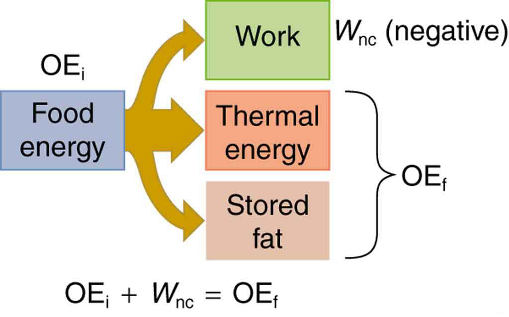 A schematic diagram of energy consumed by humans and converted to various other forms is shown. Food energy is converted into work, thermal energy, and stored fat depicted by an arrow branching out of food energy and ending at these three forms. Stored fat plus thermal energy is equal to the final other energy, labeled  O E sub f, and nonconservative work is shown by W sub n c, which is negative, so the initial other energy, labeled O E sub i, plus W sub n c is equal to O E sub f .