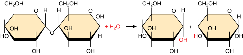 Shown is the breakdown of maltose to form two glucose monomers. Water is a reactant.