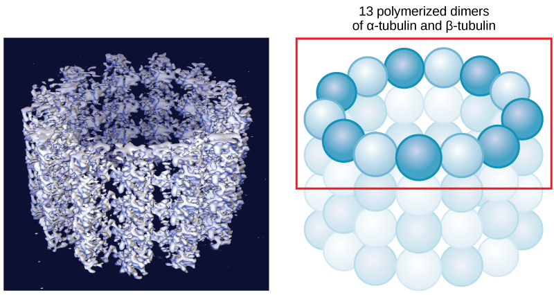 The left part of this figure is a molecular model of 13 polymerized dimers of alpha- and beta-tubulin joined together to form a hollow tube. The right part of this image shows the tubulin structure as a ring of spheres connected together.