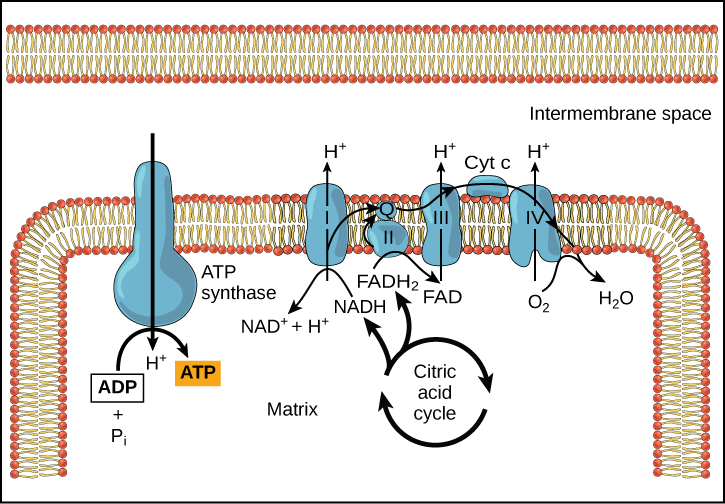 This illustration shows the electron transport chain, the ATP synthase enzyme embedded in the inner mitochondrial membrane, and the citric acid cycle occurring in the mitochondrial matrix. The citric acid cycle feeds NADH and FADH_{2} to the electron transport chain. The electron transport chain oxidizes these substrates and, in the process, pumps protons into the intermembrane space. ATP synthase allows protons to leak back into the matrix and synthesizes ATP.