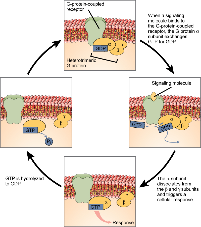 This illustration shows the activation pathway for a heterotrimeric G-protein, which has three subunits: alpha beta, and gamma, all associated with the inside of the plasma membrane. When a signaling molecule binds to a G-protein-coupled receptor in the plasma membrane, a GDP molecule associated with the alpha subunit is exchanged for GTP. The alpha subunit dissociates from the beta and gamma subunits and triggers a cellular response. Hydrolysis of GTP to GDP terminates the signal.