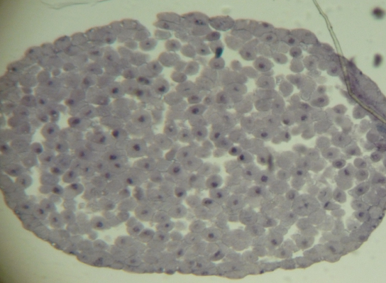 Right: A micrograph of whitefish blastula cells in various phases of the cell cycle is shown.