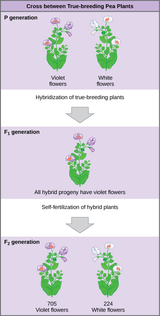 The diagram shows a cross between pea plants that are true-breeding for purple flower color and plants true-breeding for white flower color. This cross-fertilization of the P generation resulted in an F_{1} generation with all violet flowers. Self-fertilization of the F_{1} generation resulted in an F_{2} generation that consisted of 705 plants with violet flowers, and 224 plants with white flowers. 