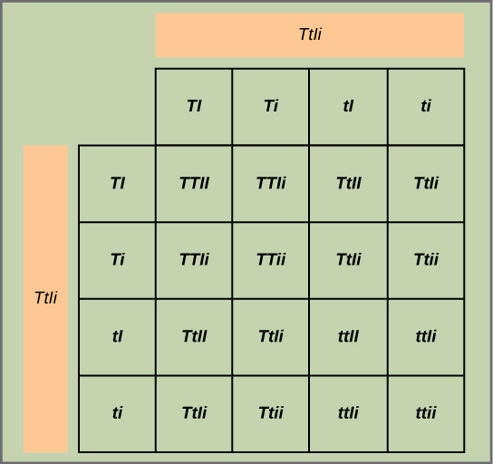 This figure shows all possible combinations of offspring resulting from a dihybrid cross of pea plants that are heterozygous for the tall/dwarf and inflated/constricted alleles.