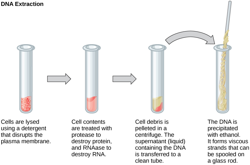 This illustration shows the four main steps of DNA extraction. In the first step, cells in a test tube are lysed using a detergent that disrupts the plasma membrane. In the second step, cell contents are treated with protease to destroy protein, and RNAase to destroy RNA. The resulting slurry is centrifuged to pellet the cell debris. The supernatant, or liquid, containing the DNA is then transferred to a clean test tube. The DNA is precipitated with ethanol. It forms viscous, mucous-like strands that can be spooled on a glass rod