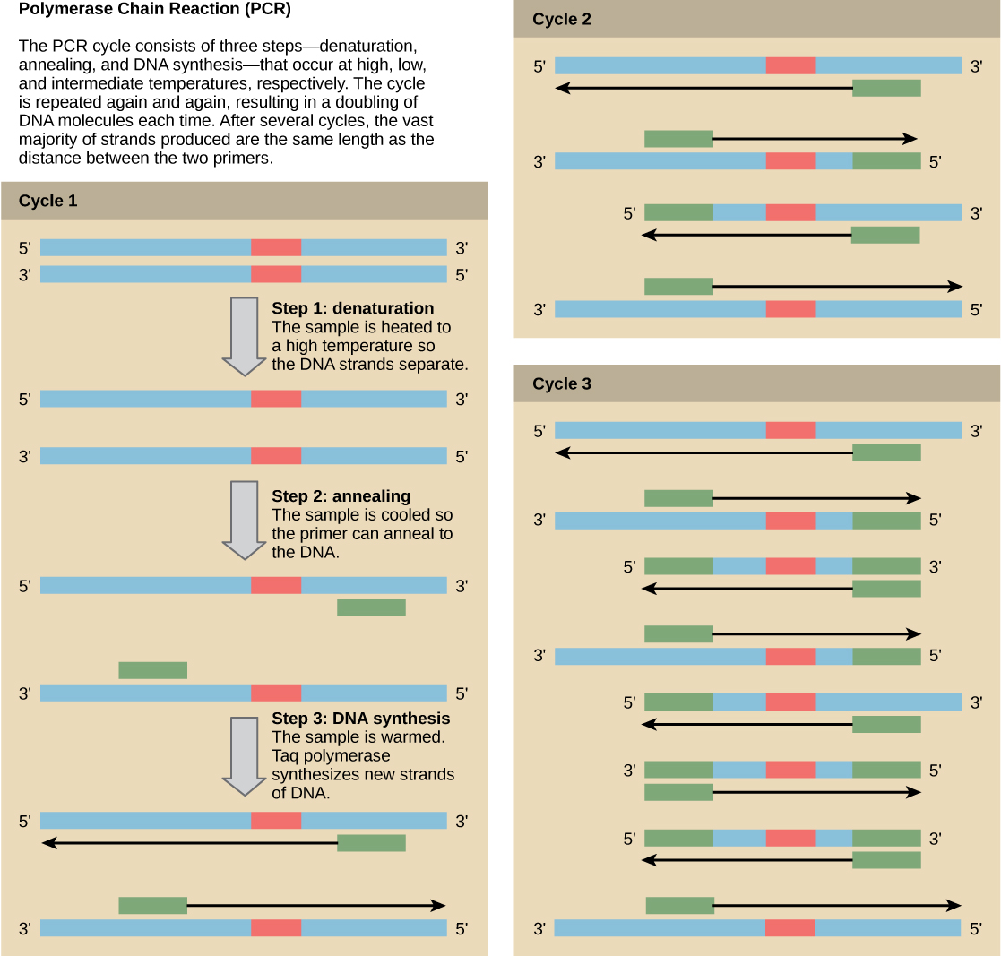 Illustration shows the amplification of a DNA sequence by the polymerase chain reaction. PCR consists of three steps—denaturation, annealing, and DNA synthesis—that occur at high, low, and intermediate temperatures. In step 1, the denaturation step, the sample is heated to a high temperature so the DNA strands separate. In step 2, annealing, the sample is cooled so two primers can anneal to the two strands of DNA. The primers are spaced such that the sequence of interest between them will be amplified. In step 3, DNA synthesis, the sample is warmed to the optimal temperature for Taq polymerase, which synthesizes the complementary strand from the primer to the 3' end of the molecule. This cycle is repeated again and again. Each time, the newly synthesized strands serve as templates so that the amount of DNA doubles with each cycle. As the cycles continue, more and more strands are the size of the distance between the two primers; in the end, the vast majority of strands are this size.