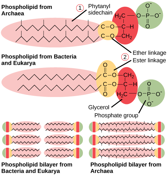 This illustration compares phospholipids from Bacteria and Eukarya to those from Archaea. In Bacteria and Eukarya, fatty acids are attached to glycerol by an ester linkage, while in Archaea, isoprene chains are linked to glycerol by an ether linkage. In the ester linkage, the first carbon in the fatty acid chain has an oxygen double-bonded to it, whereas in the ether linkage, it does not. In Archaea, the isoprene chains have methyl groups branching off from them, whereas such branches are absent in Bacteria and Eukarya.  Both types of phospholipids result in similar lipid bilayers.