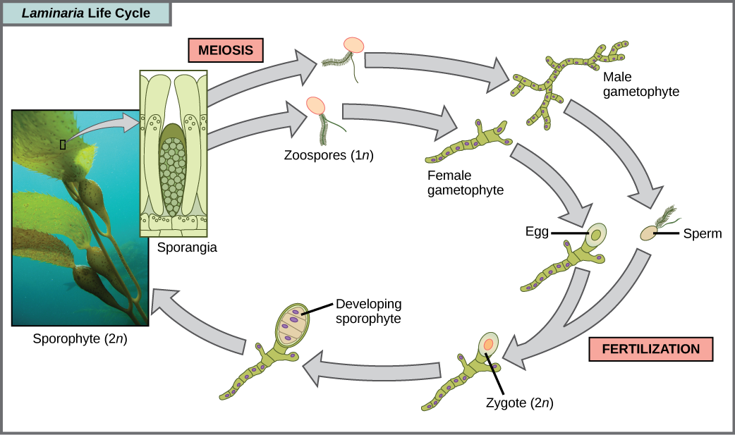 The life cycle of the brown algae, Laminaria, begins when sporangia undergo meiosis, producing 1n zoospores. The zoospores undergo mitosis, producing multicellular male and female gametophytes. The female gametophyte produces eggs, and the male gametophyte produces sperm. The sperm fertilizes the egg, producing a 2n zygote. The zygote undergoes mitosis, producing a multicellular sporophyte. The mature sporophyte produces sporangia, completing the cycle. A photo inset shows the sporophyte stage, which resembles a plant with long, flat blade-like leaves attached to green stalks via bladder-like connections. Both the blade and stalks are submerged. Sporangia are associated with the leaf-like structures.