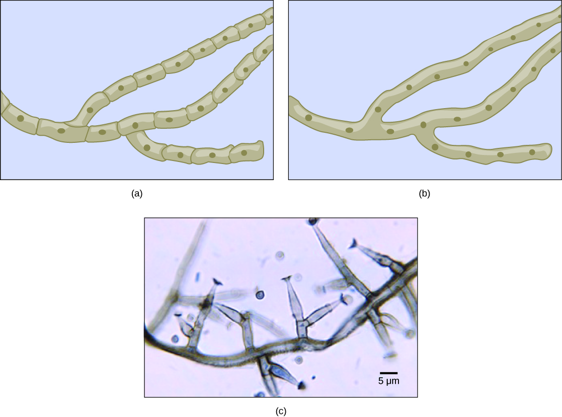  Part A is an illustration of septated hyphae. Cells within the septated hyphae are rectangular.  Each cell has its own nucleus, and connects to other cells end-to-end in a long strand. Two branches occur in the hyphae. Part B is an illustration of coenocytic hyphae. Like the septated hyphae, the coenocytic hyphae consist of long, branched fibers. However, in coenocytic hyphae, there is no separation between the cells or nuclei. Part C is a light micrograph of septated hyphae from Phialophora richardsiae. The hyphae consists of a long chain of cells with multiple branches. Each branch is about 3 µm wide and varies from 3 to 20 µm in length.