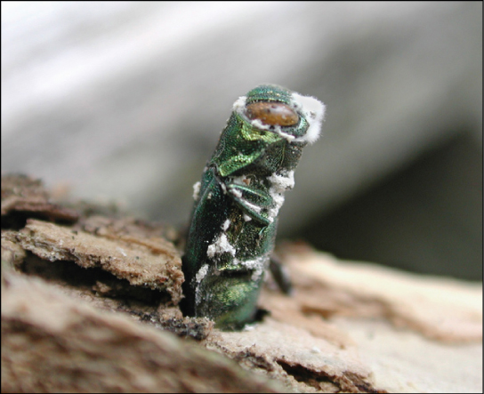  Photo shows a green, stump-shaped ash borer jutting from the bark of a tree.