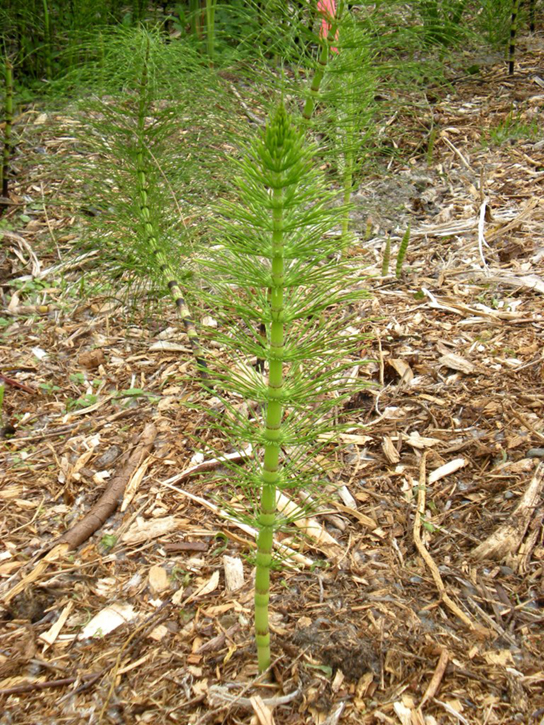  Photo shows a horsetail plant, which resembles a scrub brush, with a thick stem and whorls of thin leaves branching from the stem.