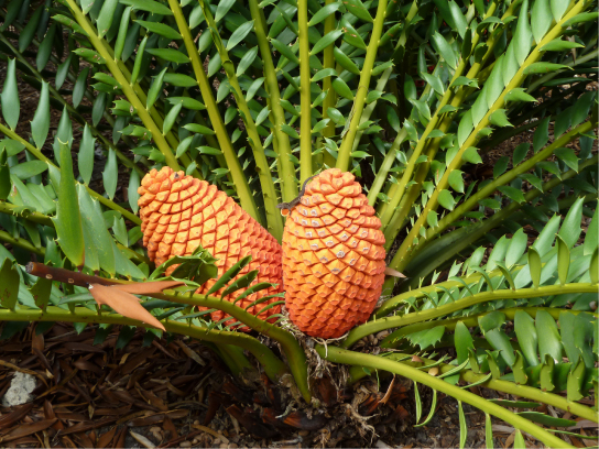 Photo shows a cycad with leaves resembling those of a fern, with thin leaves branching from a thick stem. Two very large cones sit in the middle of the leaves, close to the ground.