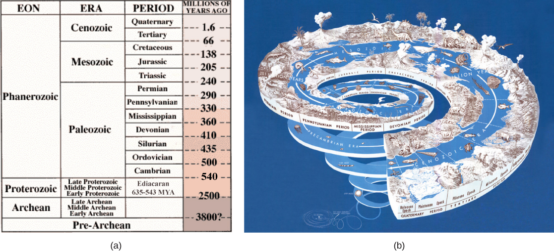 Table A describes eras in earth’s history. The earth’s history is divided into four eons, the Pre-Archean, Archaea, Proteozoic, Phanerozoic. The oldest eon, the Pre-Archean, spans the beginning of earth’s history to about 3.8 billion years ago. The Archean eon spans 2.5 to 3.8 billion years ago, and the Proterozoic spans 570 million to 2.5 billion years ago. The Pharenozoic eon, from 570 million years ago to present time, is sub-divided into the Paleozoic, Mesozoic and Cenozoic eras. The Paleozoic era, from 240 to 570 million years ago, is further divided into seven periods: the Cambrian from 500 to 570 million years ago, the Ordovician from 435 to 500 million years ago, the Silurian from 410 to 435 million years ago, the Devonian from 360 to 410 million years ago, the Missisippian from 330 to 360 million years ago, the Pennsylvanian from 290 to 330 million years ago, and the Permian from 240 to 290 million years ago. The Mesozoic era, from 66 to 240 million years ago, is divided into three periods, the Triassic from 205 to 240 million years ago, the Jurassic from 138 to 205 million years ago, and the Cretaceous, from 66 to 138 million years ago. The Cenozoic era, from 66 million years ago to modern times, is divided into two eras, the Tertiary and the Quaternary. The tertiary period spans 66 to 1.6 million years ago. The quaternary period spans 1.6 million years ago to modern times. Illustration B shows geological periods in a spiral starting with the beginning of earth’s history  at the bottom and ending with modern times at the top. The diversity and complexity of life increases toward the top of the spiral.