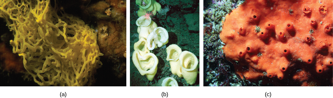 Photo A shows Clathrina clathrus, a yellow sponge composed of many yarn-like strands fused together, giving the appearance of netting. Photo B shows Stauroclayptus, a cream-colored sponge with a pitcher shape. Photo C shows Acarnus erthacus, a flat orange sponge with protrusions that have the appearance of volcanoes. Each volcano-like protrusion has a pore in the middle.