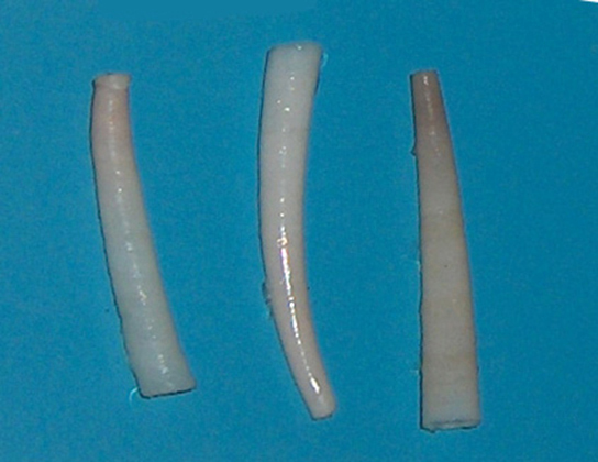 The photo shows white shells shaped like tusks.