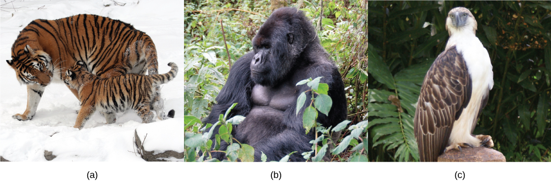 Photos show a wolf (a), a gorilla (b), and an eagle (c).