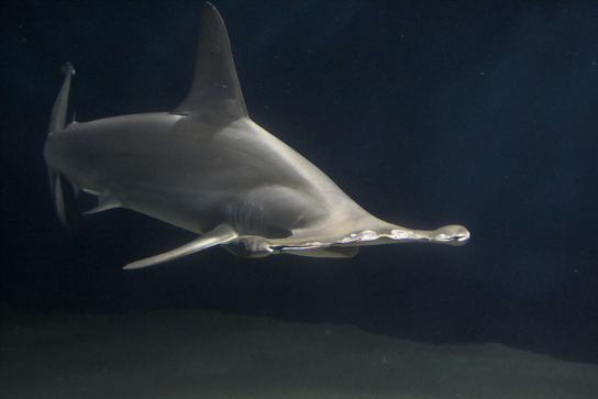 The photo shows a shark with a wide snout.