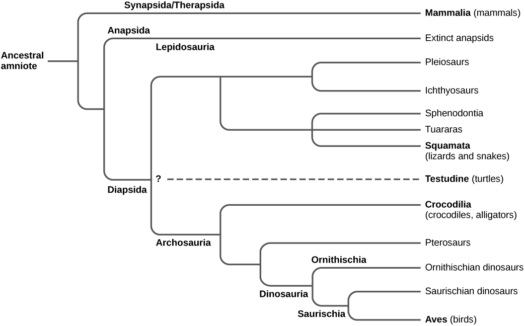 The trunk of the amniote phylogenetic tree is the ancestral amniote. Initially, the tree branches into diapsids, anapsids, and synapsids. Synapsids give rise to mammals, which are therapsids. Anapsids are all extinct. Diapsids are subdivided into two groups, lepidosaurs and archosaurs. Lepidosauria includes plesiosaurs, ichthyosaurs, Sphenodontia and Squamata, which includes lizards and snakes. Archosauria branches into Crocodilia, pterosaurs, dinosaurs, and birds.