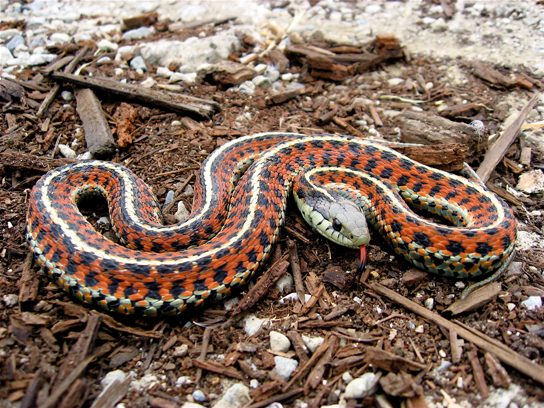 The photo shows a snake with orange and black bands and white stripes.