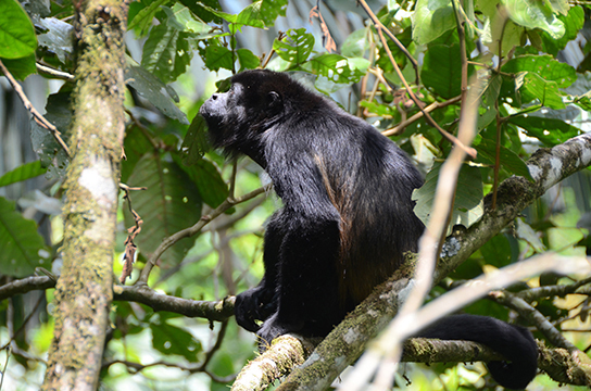 The photo shows a black monkey with its mouth open in a howl.