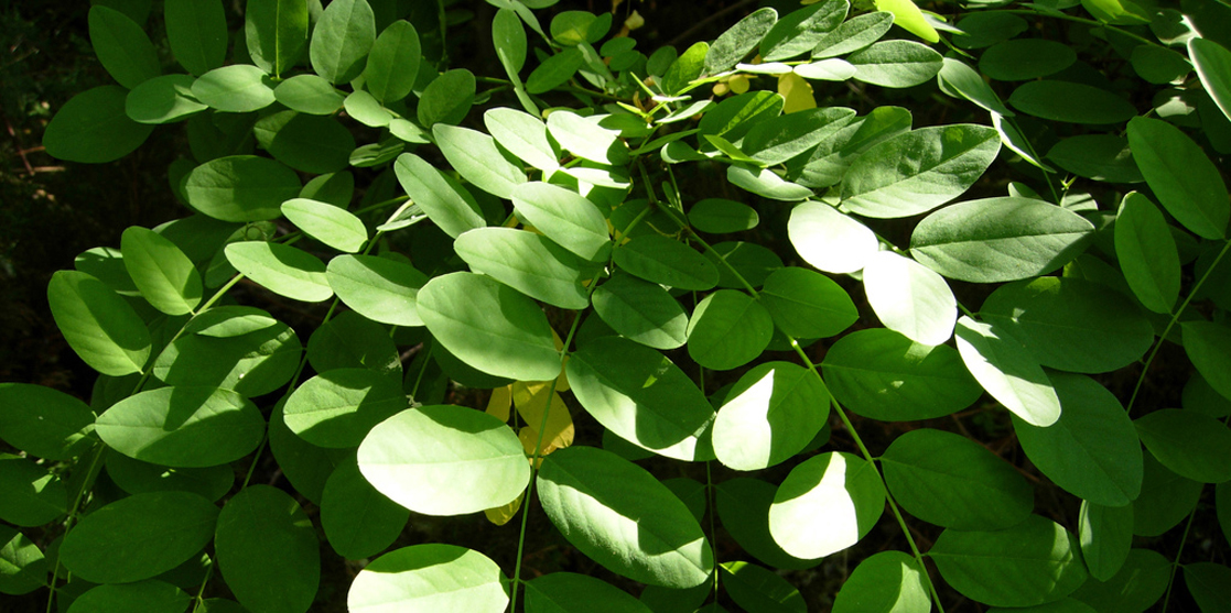  Photo shows a plant with oval leaves that oppose each other on long, thin branches.